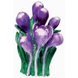 藏紅花（紫色）
