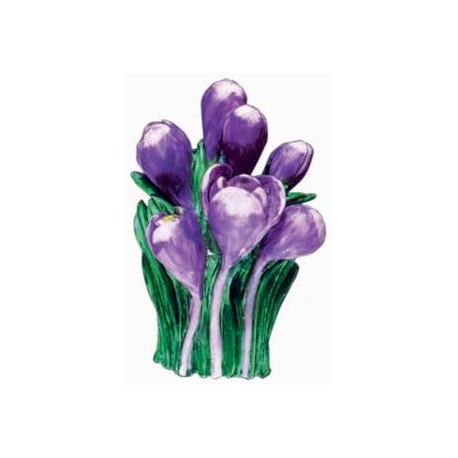 藏紅花（紫色）