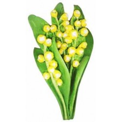 Lily of the Valley, yellow