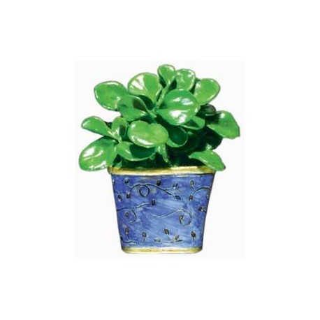 Rubber Plant, blue pot