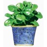 Rubber Plant, blue pot